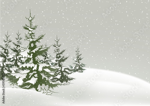 Snow And Conifers