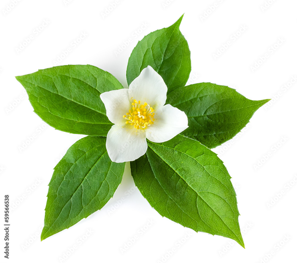Fototapeta premium Jasmine flower with leaves on white background