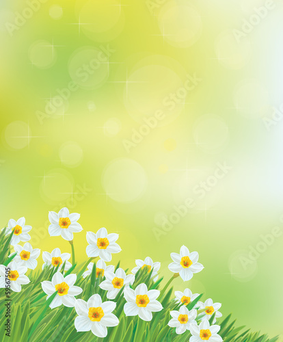 Vector daffodil flowers background.