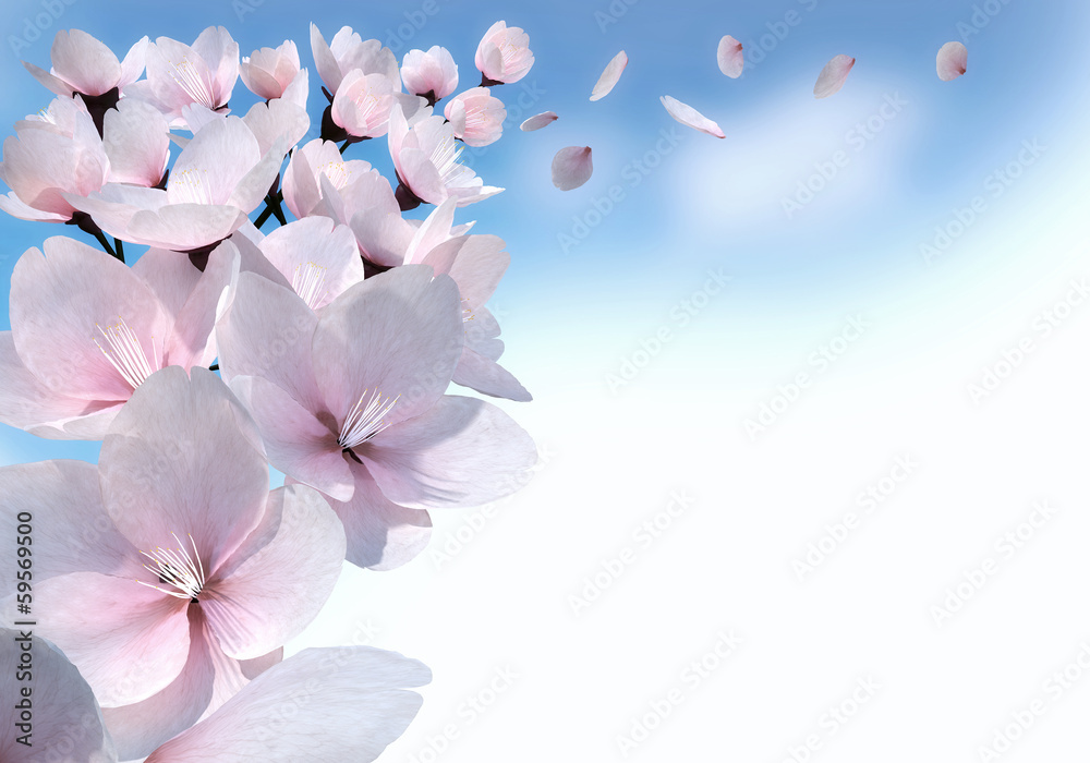 Fototapeta premium Kirschblüten