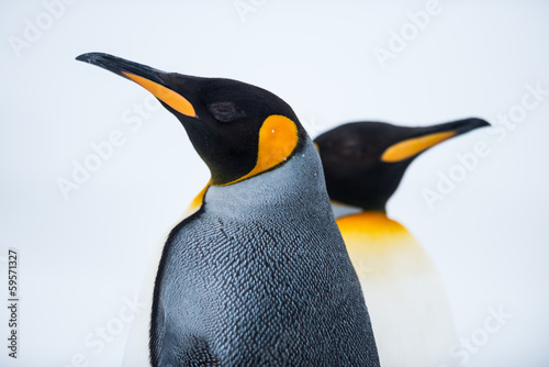 Naklejka King Penguin Para zakochanych