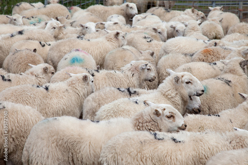 Welsh Mountain Sheep