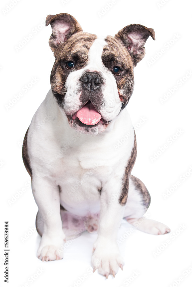 englische Bulldogge sitzend