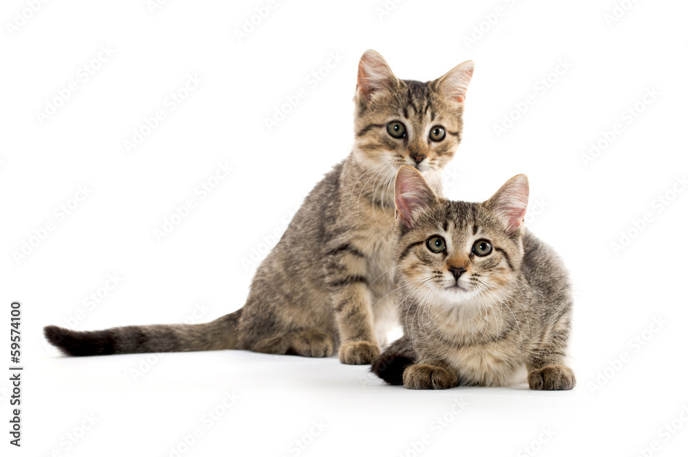 Two tabby kittens