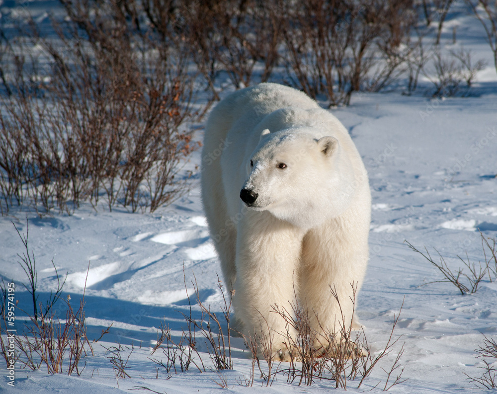 Large female polar bear Large female polar bear