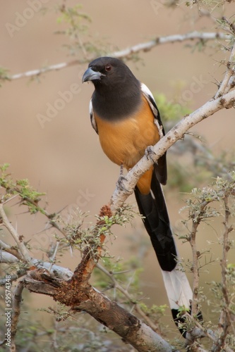 Treepie on a branch photo