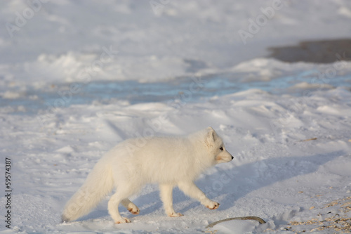 Arctic fox in the snow © Tony Campbell