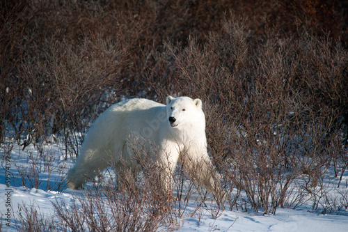Large female polar bear