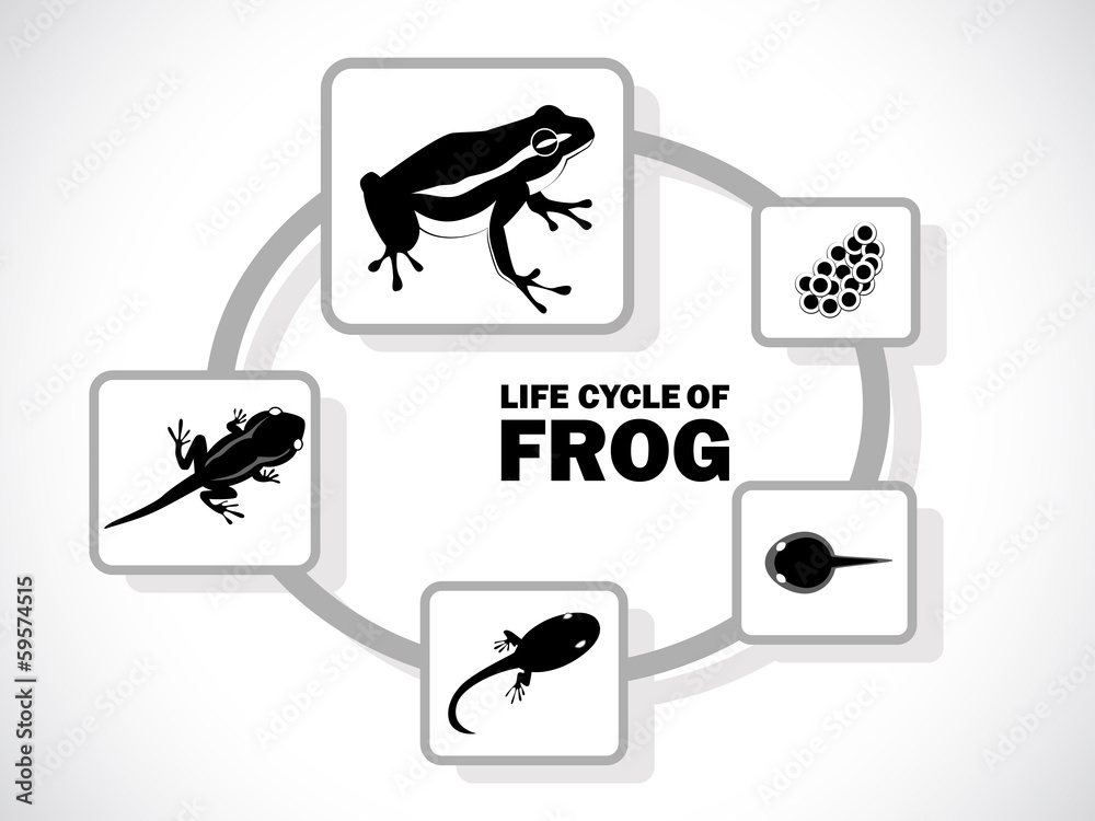 Naklejka premium frog life cycle