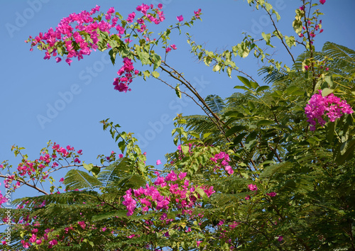 bougainvillea flower © pichart99thai