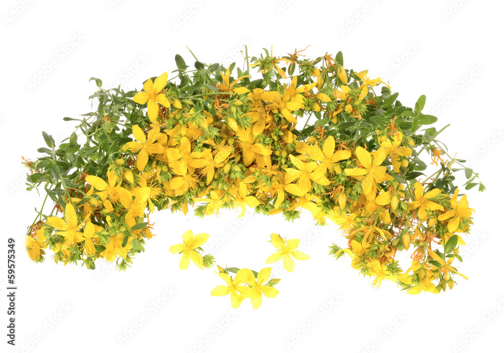 Common St. Johnswort flower ( tutsan ) isolated Common St. Johnswort flower ( tutsan ) isolated
