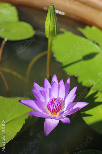 Blooming Lotus in the Pond