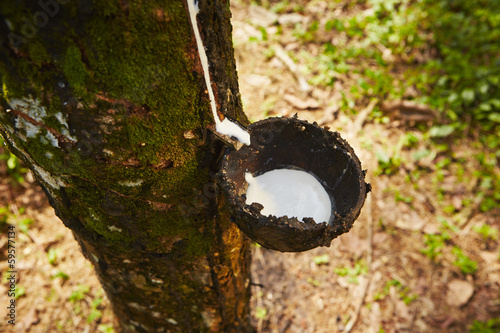 Rubber tree photo