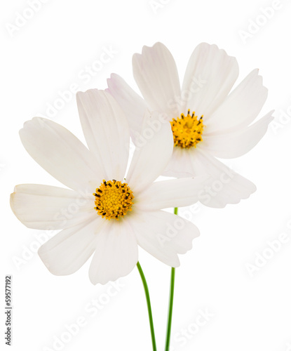 Fototapeta Naklejka Na Ścianę i Meble -  white cosmos flower isolated
