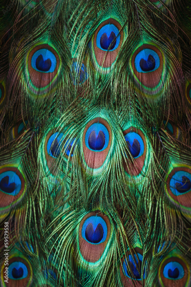 Obraz premium Kolorowe pawie pióra