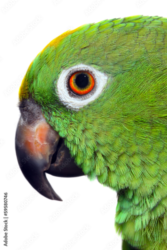 Plakat Amazon Parrot