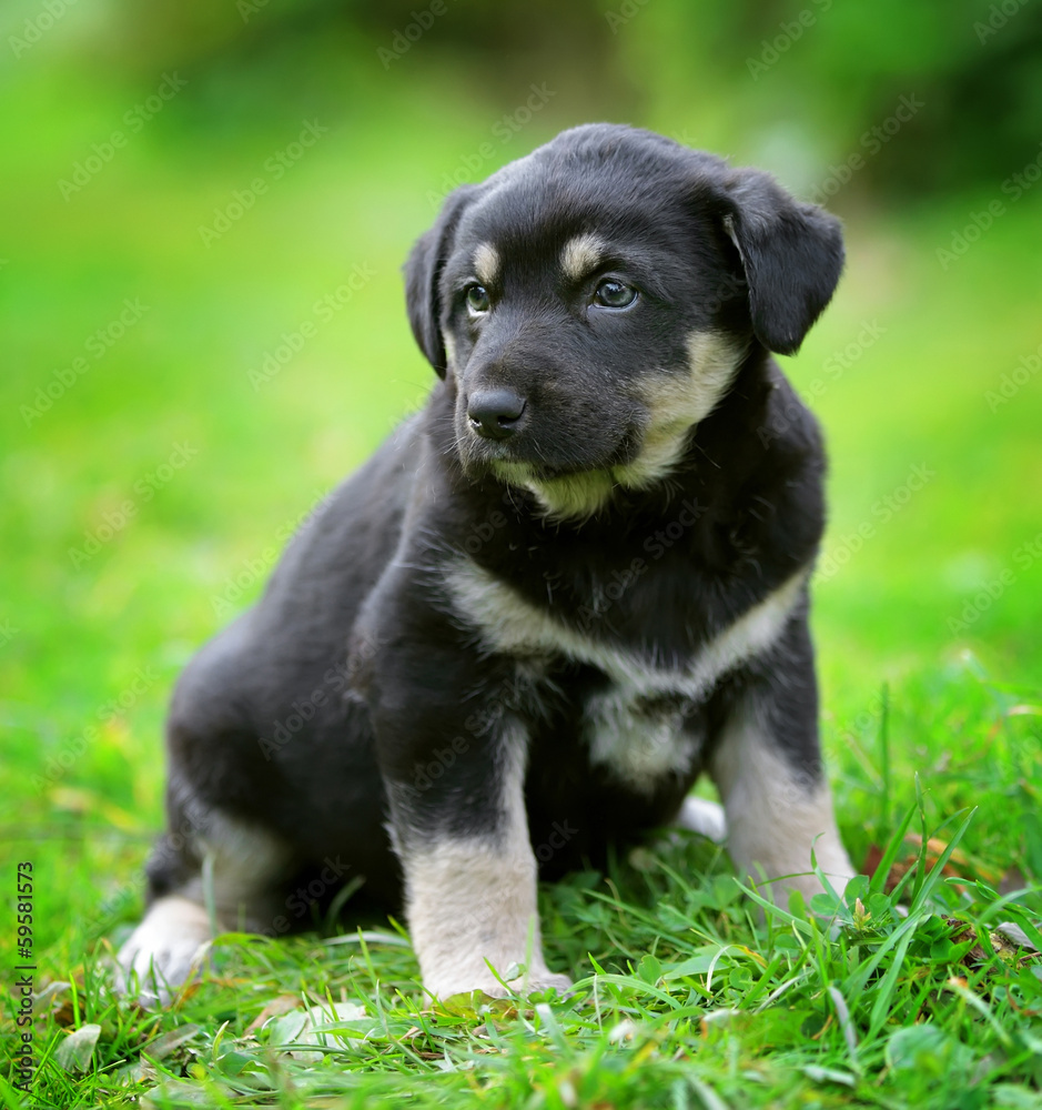 Small black and white puppy on the green grass Small black and white puppy on the green grass