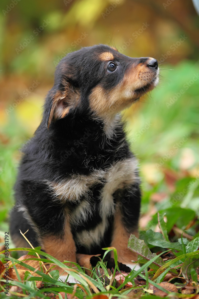Fototapeta premium Small brown puppy on the green grass