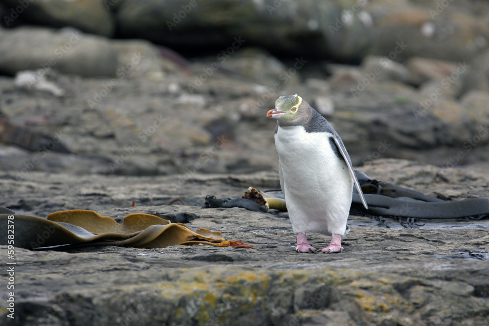 Obraz premium Yellow eyed penguin