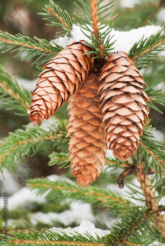 Pine Cone on Spruce Tree