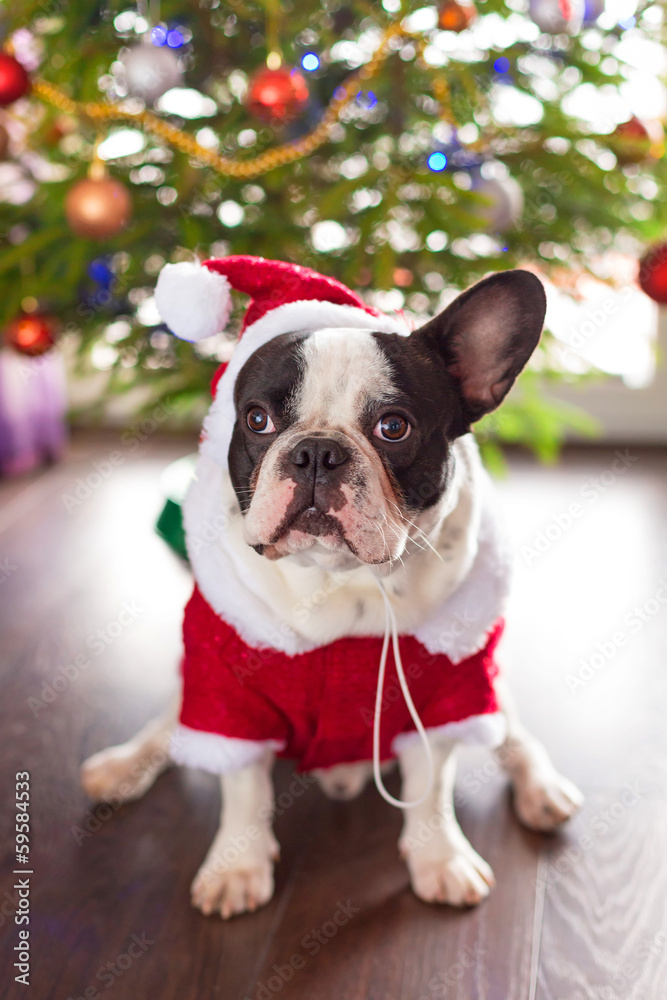 French bulldog dressed up in santa costume for Christmas