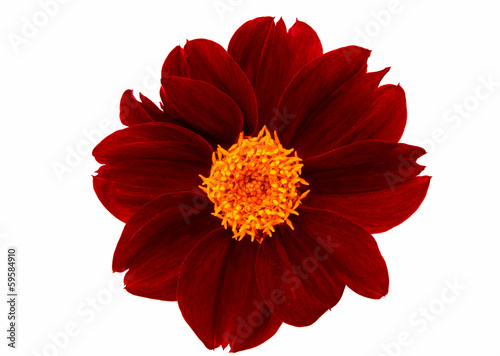 dahlia flower isolated