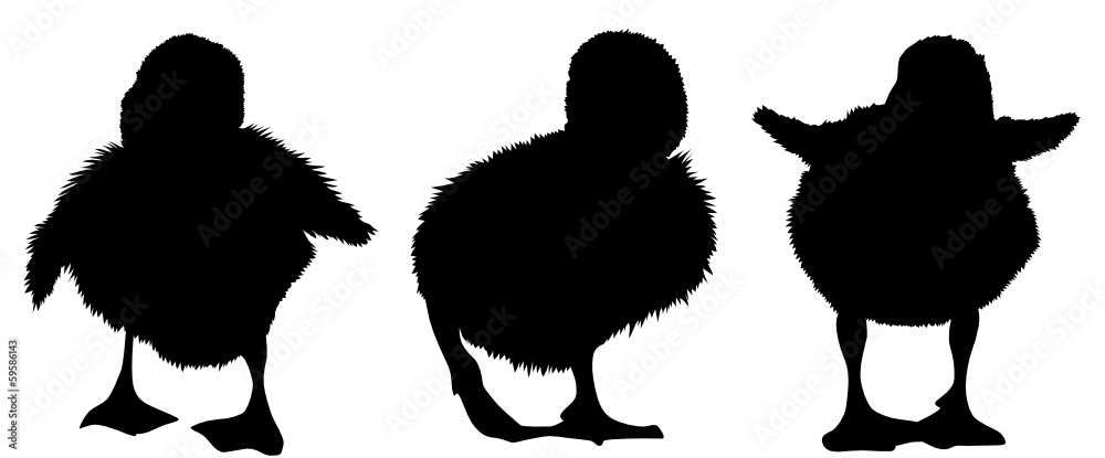 Ente