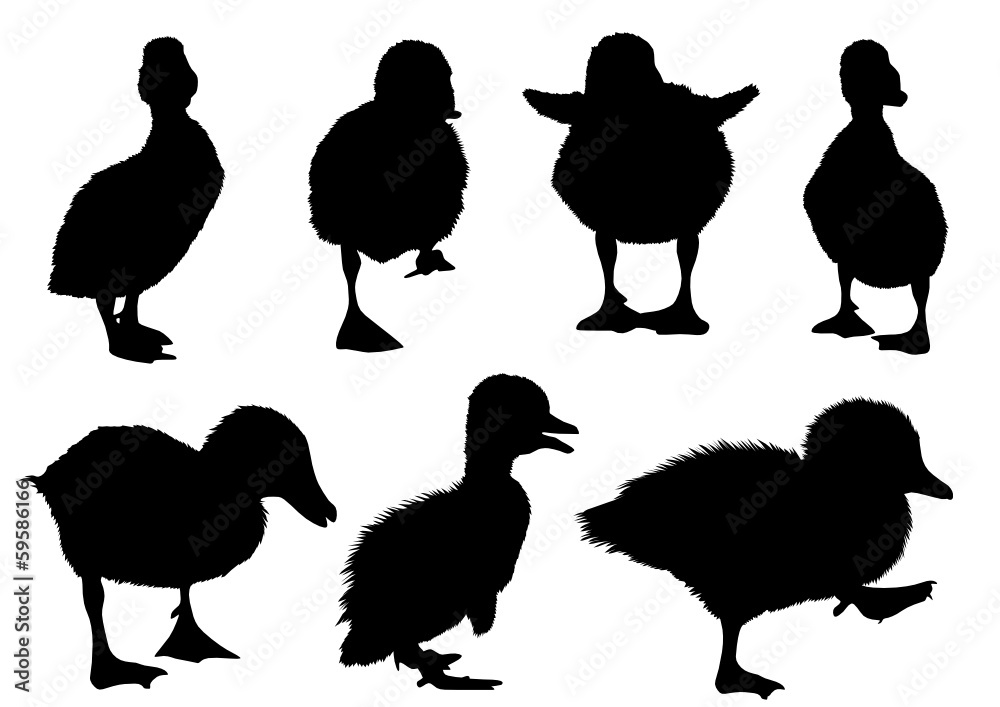 Enten