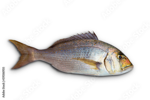 Dentex Dentex fish sparidae from Mediterranean sea