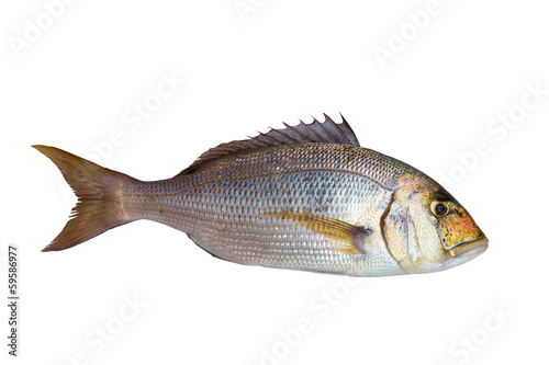 Dentex Dentex fish sparidae from Mediterranean sea