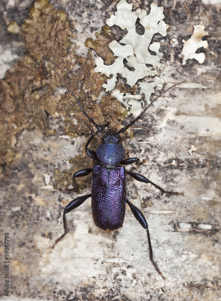 Violet tanbark beetle, Callidium violaceum Violet tanbark beetle, Callidium violaceum