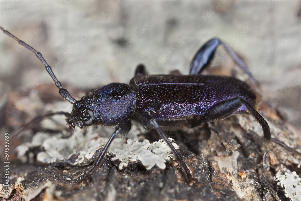 Violet tanbark beetle, Callidium violaceum Violet tanbark beetle, Callidium violaceum