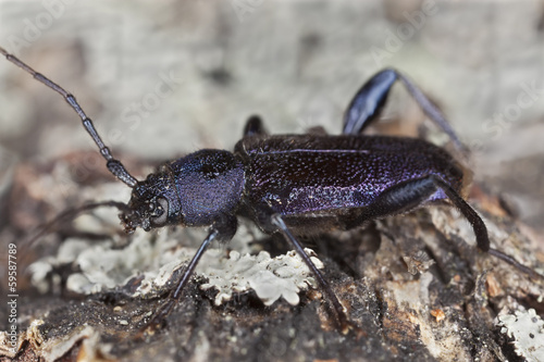 Violet tanbark beetle, Callidium violaceum