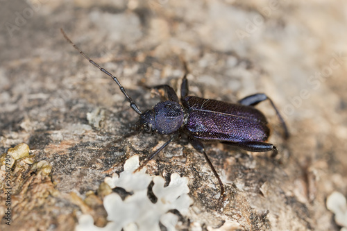 Violet tanbark beetle, Callidium violaceum