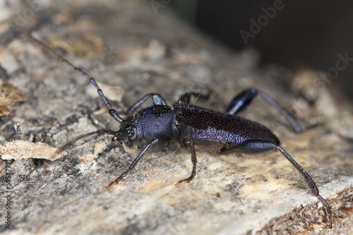 Violet tanbark beetle, Callidium violaceum © Henrik Larsson