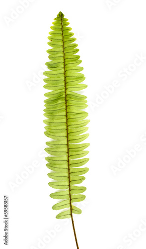fern branch isolated on white