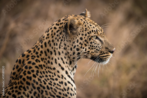 Close-up portrait of male leopard  Serengeti  Tanzania