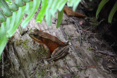 Redwood forest frog © kalichka
