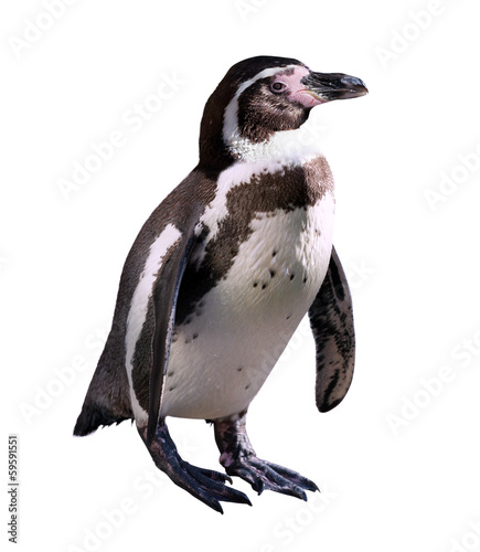 penguin. Isolated on white