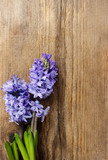 Beautiful violet hyacinth flowers on wooden background.