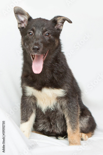 Fototapeta Naklejka Na Ścianę i Meble -  Black puppy sitting on white isolated background