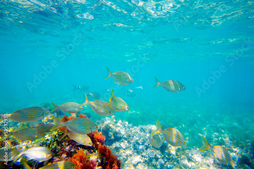 Mediterranean underwater with salema fish school