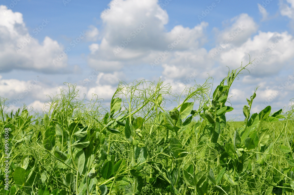 Obraz premium Pea sprouts