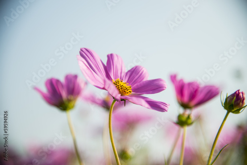 Purple cosmos flower with blue sky6