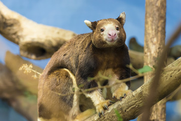 Wandcirkels Kangoeroe Boomkangoeroe in tropisch regenwoud  © Krzysztof Wiktor