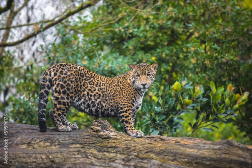 Beautiful Jaguar animal in it's natural habitat