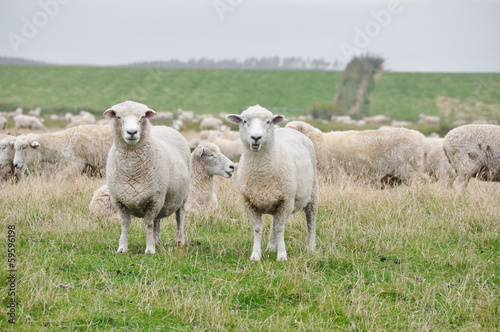 Fototapeta Naklejka Na Ścianę i Meble -  Flock of sheep in New Zealand