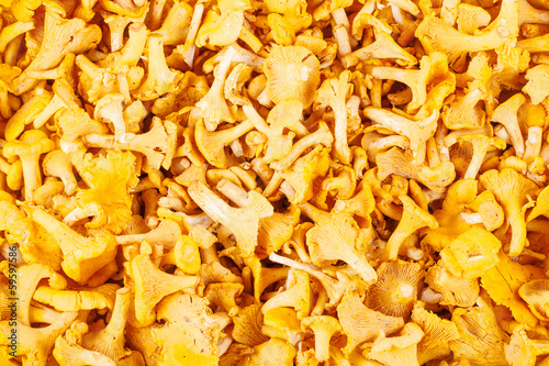 Background from chanterelle mushrooms photo