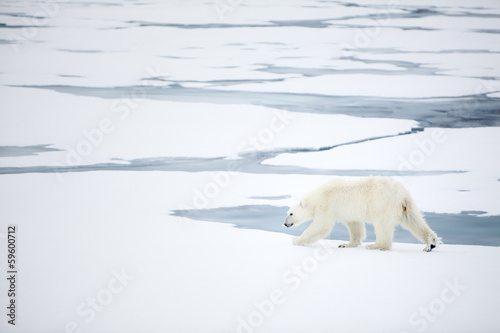 Polar bear at Svalbard