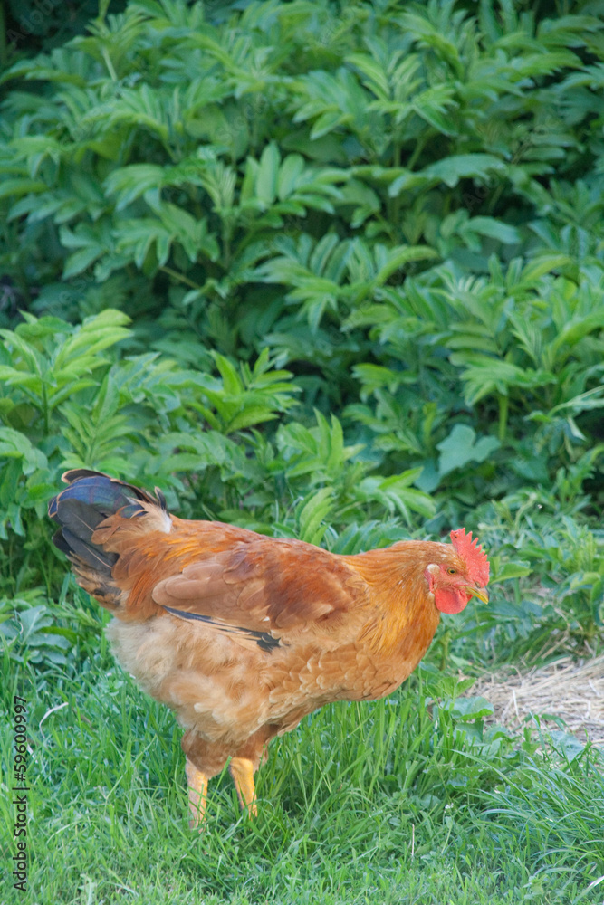 Fototapeta premium Poule